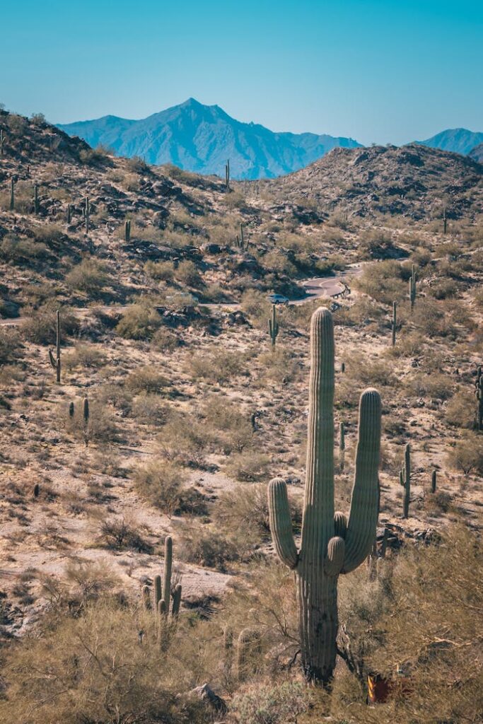 Green Cactus Plants on Mountain